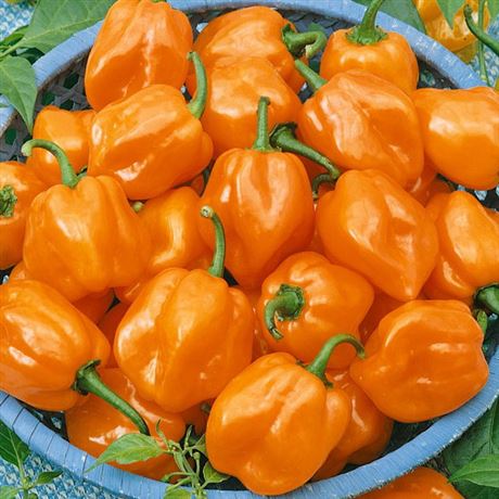 paprika roční chilli 'Habanero Orange'