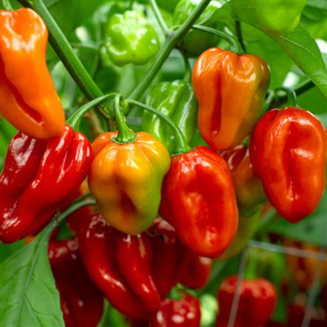 paprika roční chilli 'Habanero Red'