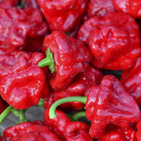 paprika roční chilli 'Jamaican Rosso'