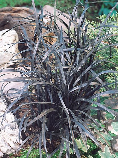 sedoulek plochostvolý 