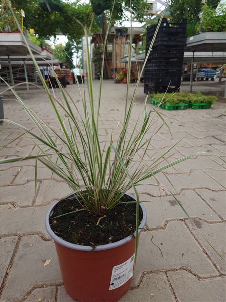 Třtina ostrokvětá 