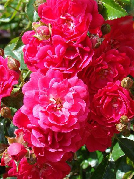 růže půdopokryvná 