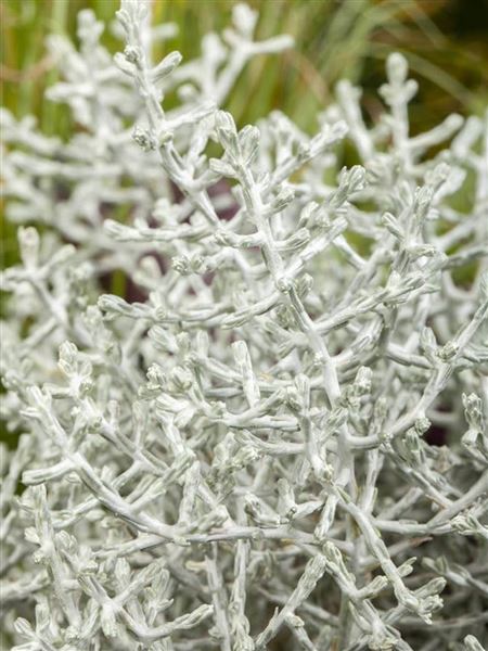 drátovec / muehlenbeckie