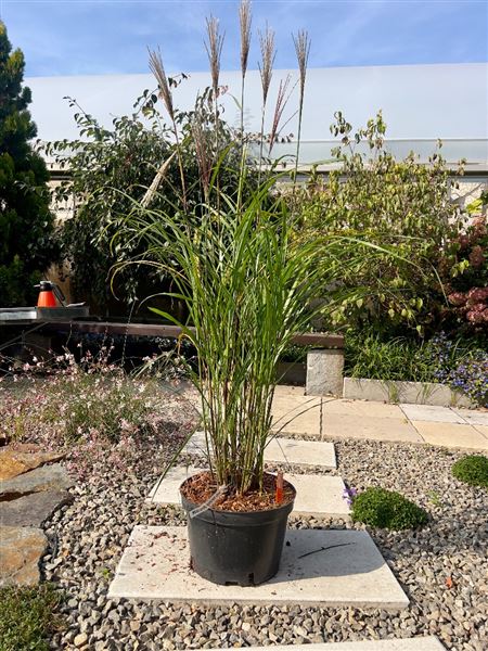 ozdobnice čínská 
