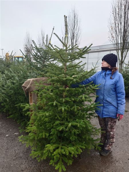 Vánoční stromek XXL