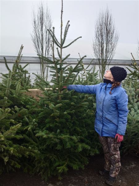 Vánoční stromek XXL