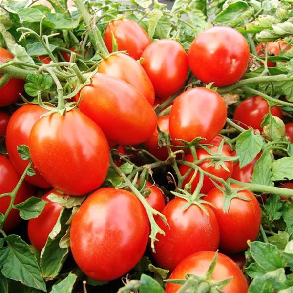 Rajče keříčkové 