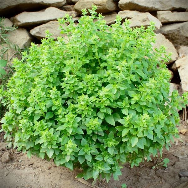 bazalka pravá 