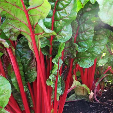 mangold řapíkatý 'Rhubarb Chard Red'