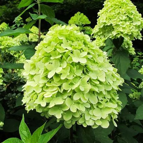 hortenzie latnatá 'Mojito'