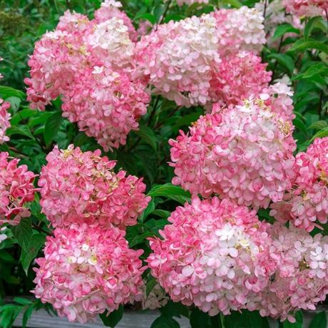 hortenzie latnatá 'Pink Lady'