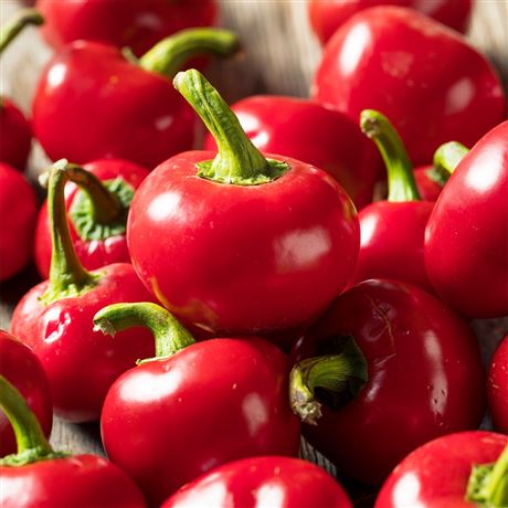 paprika roční 'Dumas'