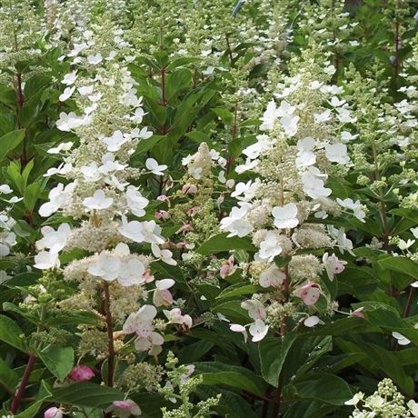 hortenzie latnatá 'Tardiva'