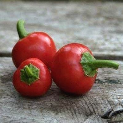 paprika roční 'Korál'
