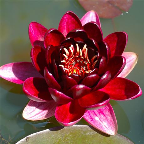 leknín 'Black Princess'