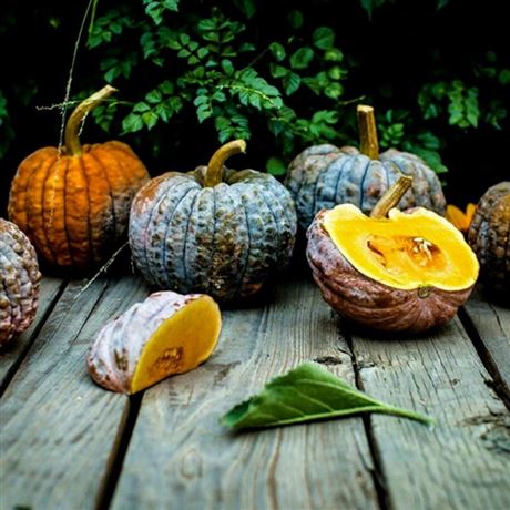 tykev máslová 'Futsu Black Early'