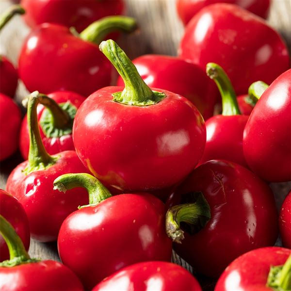 paprika roční 