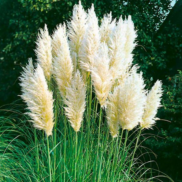 kortaderie dvoudomá