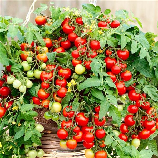 rajče keříčkové 