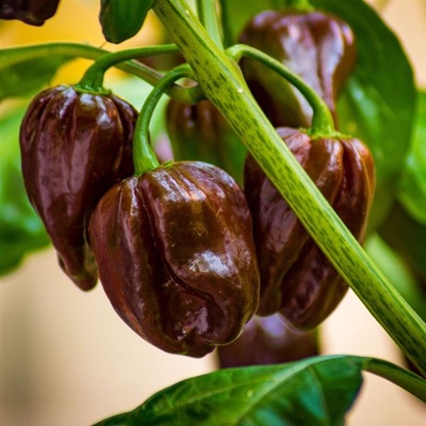 Paprika roční chilli 