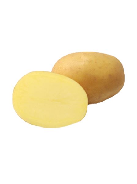 Brambory sadbové Jelly B pozdní 5 kg