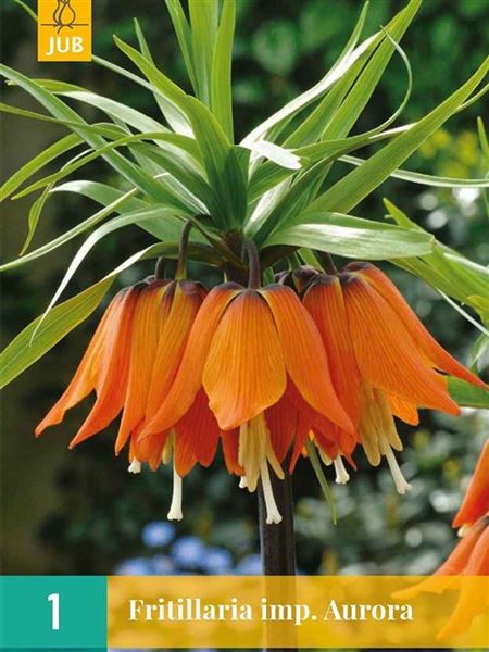 Řebčík královský 