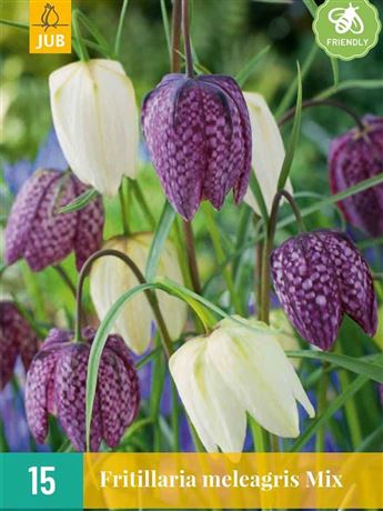 Řebčík kostkovaný 'MIX'