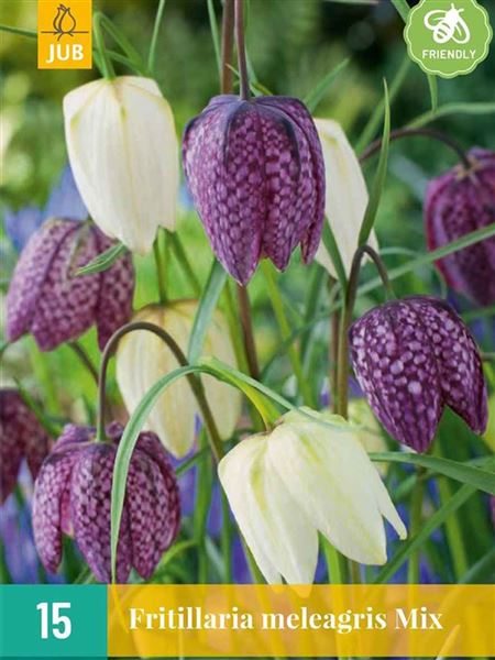 Řebčík kostkovaný 