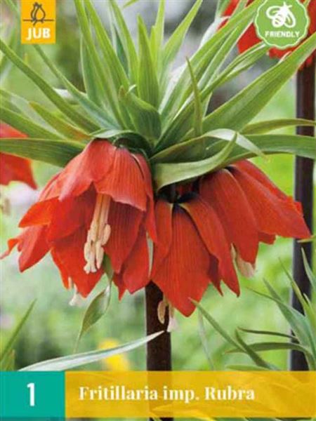 Řebčík královský 