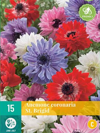 Sasanka věncová 'St. Brigid MIX'
