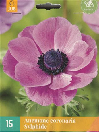 Sasanka věncová 'Sylphide'