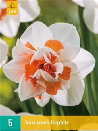 Narcis 'Replete'