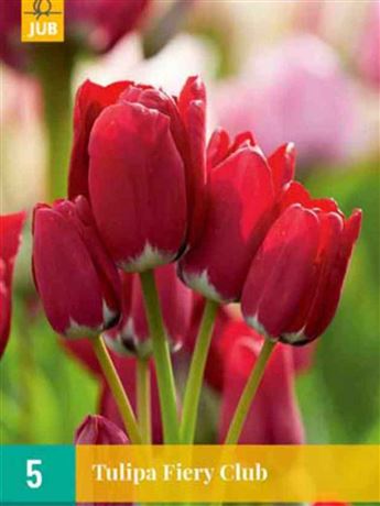 Tulipán 'Fiery Club'