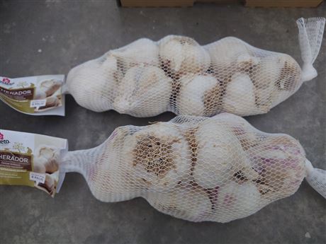 česnek sadbový 'Therador' nepaličák bílý 8 palic