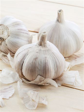 česnek sadbový 'Therador' nepaličák bílý 8 palic