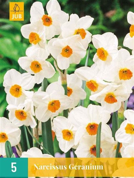 narcis 