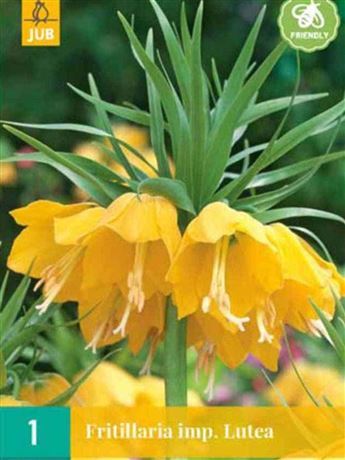 řebčík královský 'Lutea'