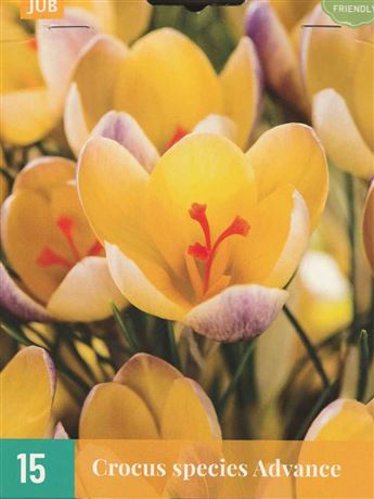 krokus zlatý 'Advance'