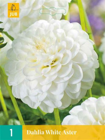 jiřina 'White Aster'