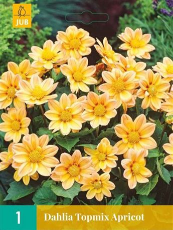 jiřina 'Topmix Apricot'