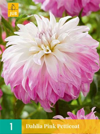 jiřina 'Pink Petticoat'