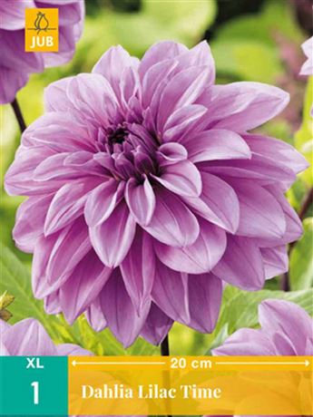 jiřina 'Lilac Time'