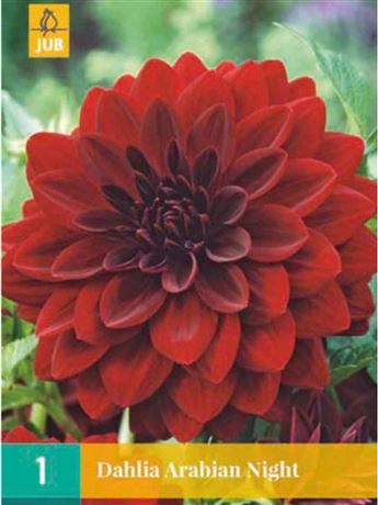 jiřina 'Arabian Night'