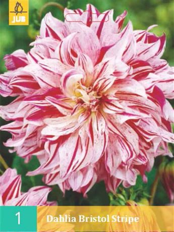 jiřina 'Bristol Stripe'