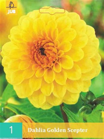 jiřina 'Golden Scepter'