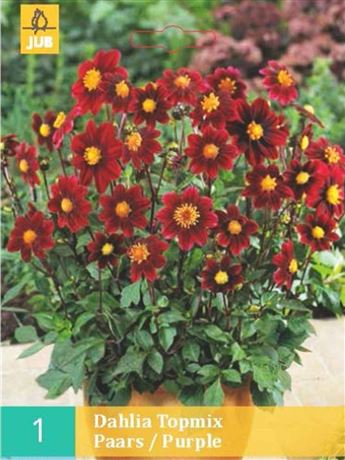 jiřina 'Topmix Purple'