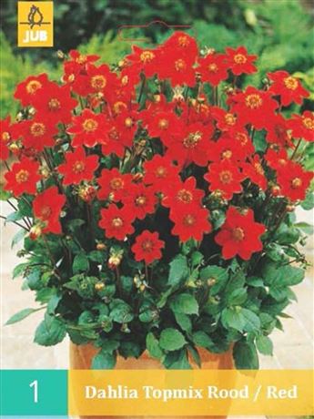 jiřina 'Topmix Red'