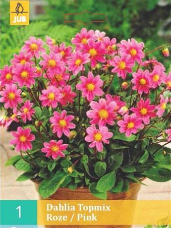 jiřina 'Topmix Pink'