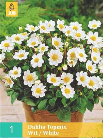 jiřina 'Topmix White'