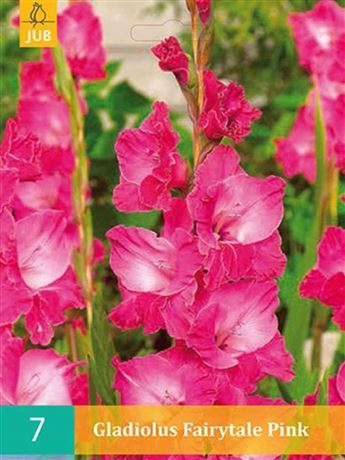 mečík 'Fairytale Pink'